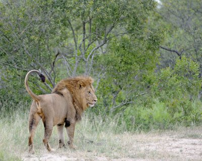 Lion, Male-123112-Kruger National Park, South Africa-#1699.jpg