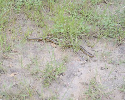 Snake, Schlegel's Blind-123112-Kruger National Park, South Africa-#0690.jpg