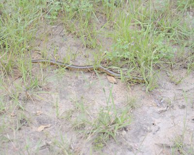 Snake, Schlegel's Blind-123112-Kruger National Park, South Africa-#0691.jpg