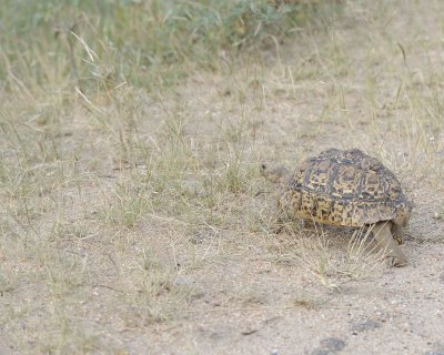 Tortoise, Leopard-123112-Kruger National Park, South Africa-#2239.jpg