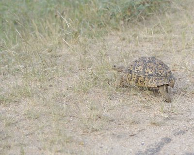 Tortoise, Leopard-123112-Kruger National Park, South Africa-#2243.jpg