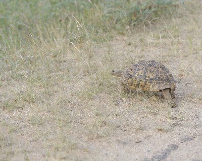 Tortoise, Leopard-123112-Kruger National Park, South Africa-#2244.jpg