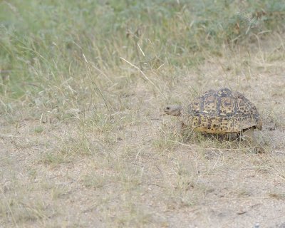 Tortoise, Leopard-123112-Kruger National Park, South Africa-#2247.jpg