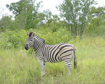 Zebra, Burchell's-123112-Kruger National Park, South Africa-#1086.jpg