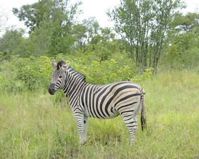 Zebra, Burchell's-123112-Kruger National Park, South Africa-#1089.jpg