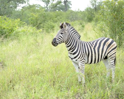 Zebra, Burchell's-123112-Kruger National Park, South Africa-#1110.jpg