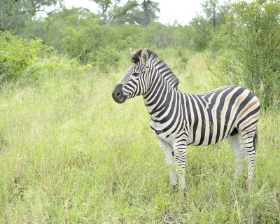 Zebra, Burchell's-123112-Kruger National Park, South Africa-#1135.jpg