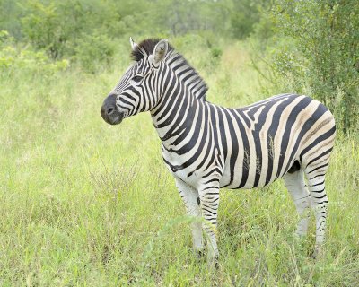 Zebra, Burchell's-123112-Kruger National Park, South Africa-#1149.jpg