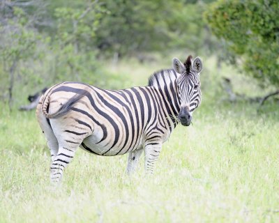 Zebra, Burchell's-123112-Kruger National Park, South Africa-#1261.jpg