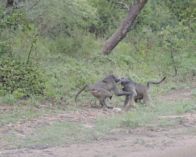 Baboon, Chacma, 2 fighting-010113-Kruger National Park, South Africa-#0307.jpg