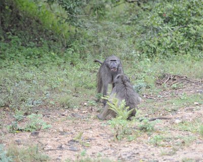 Baboon, Chacma, 2 fighting-010113-Kruger National Park, South Africa-#0314.jpg