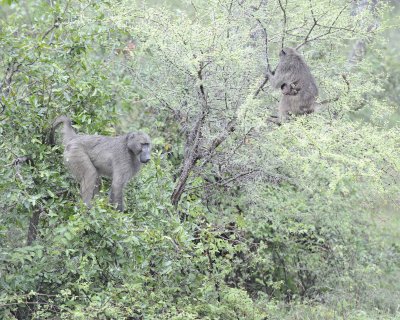 Baboon, Chacma, 2 in tree, 1 w Baby-010113-Kruger National Park, South Africa-#0224.jpg