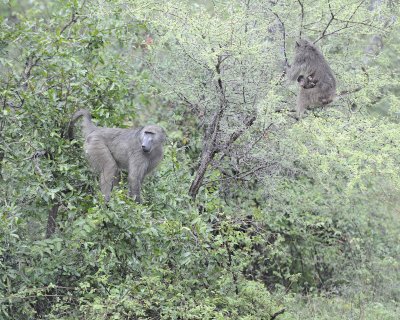 Baboon, Chacma, 2 in tree, 1 w Baby-010113-Kruger National Park, South Africa.jpg