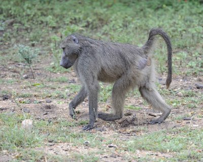 Baboon, Chacma, Male-010113-Kruger National Park, South Africa-#0179.jpg