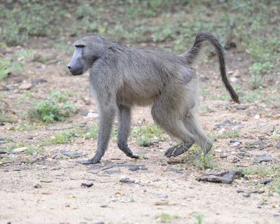 Baboon, Chacma, Male-010113-Kruger National Park, South Africa-#0186.jpg