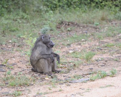 Baboon, Chacma, Male-010113-Kruger National Park, South Africa-#0300.jpg