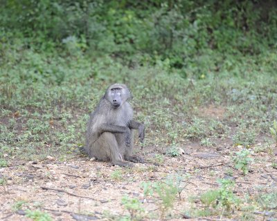 Baboon, Chacma, Male-010113-Kruger National Park, South Africa-#0318.jpg