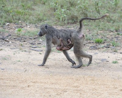 Baboon, Chacma, w Baby-010113-Kruger National Park, South Africa-#0162.jpg