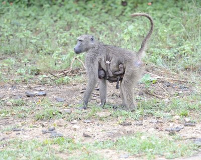 Baboon, Chacma, w Baby-010113-Kruger National Park, South Africa-#0188.jpg