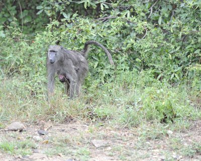 Baboon, Chacma, w Baby-010113-Kruger National Park, South Africa-#0198.jpg