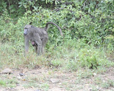 Baboon, Chacma, w Baby-010113-Kruger National Park, South Africa-#0199.jpg