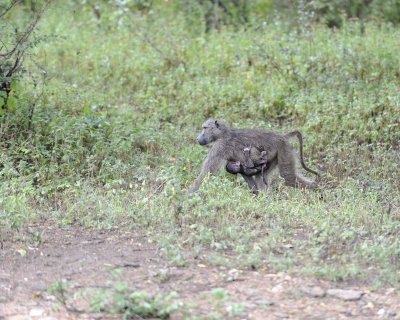Baboon, Chacma, w Baby-010113-Kruger National Park, South Africa-#0329.jpg