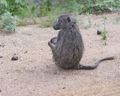 Baboon, Chacma, w Baby-010113-Kruger National Park, South Africa-#0344.jpg