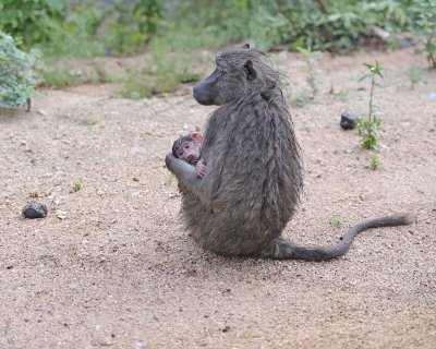 Baboon, Chacma, w Baby-010113-Kruger National Park, South Africa-#0353.jpg
