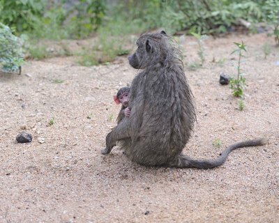Baboon, Chacma, w Baby-010113-Kruger National Park, South Africa-#0360.jpg