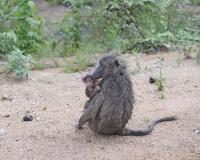 Baboon, Chacma, w Baby-010113-Kruger National Park, South Africa-#0396.jpg