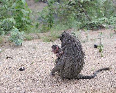 Baboon, Chacma, w Baby-010113-Kruger National Park, South Africa-#0408.jpg