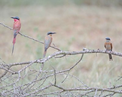 Bee-eater, Carmine, plus 2 Juveniles-010113-Kruger National Park, South Africa-#2834.jpg