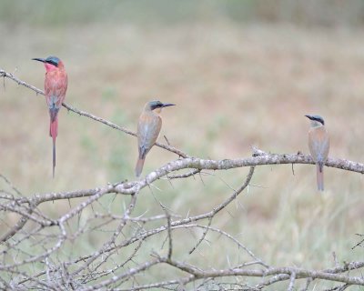 Bee-eater, Carmine, plus 2 Juveniles-010113-Kruger National Park, South Africa-#2857.jpg