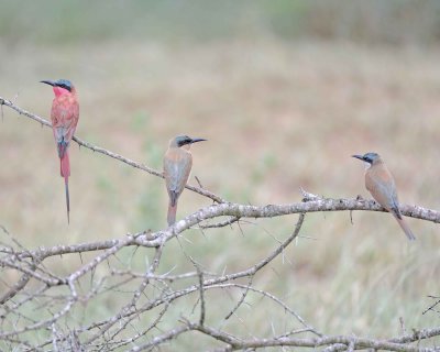 Bee-eater, Carmine, plus 2 Juveniles-010113-Kruger National Park, South Africa-#2879.jpg