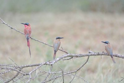 Bee-eater, Carmine, plus 2 Juveniles-010113-Kruger National Park, South Africa-#2890.jpg
