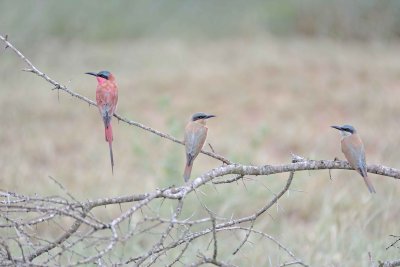 Bee-eater, Carmine, plus 2 Juveniles-010113-Kruger National Park, South Africa-#2893.jpg