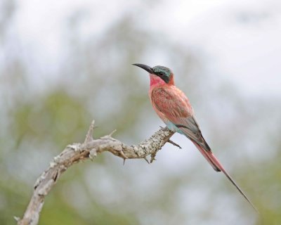 Gallery of Carmine Bee-eater
