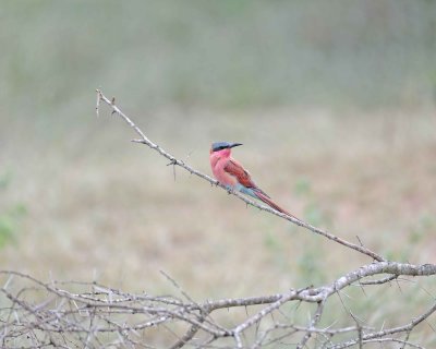 Bee-eater, Carmine-010113-Kruger National Park, South Africa-#2895.jpg