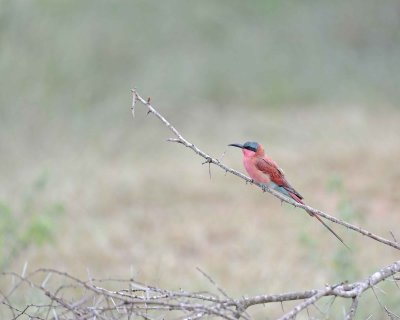 Bee-eater, Carmine-010113-Kruger National Park, South Africa-#2908.jpg
