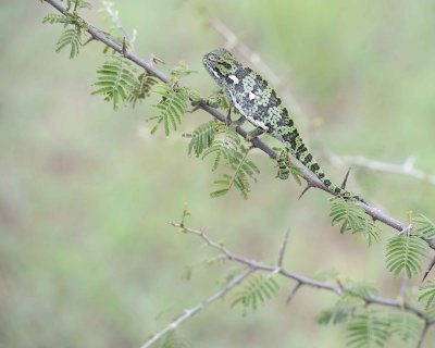 Chameleon, Flap-necked--010113-Kruger National Park, South Africa-#1419.jpg