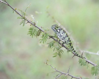 Chameleon, Flap-necked--010113-Kruger National Park, South Africa-#1420.jpg