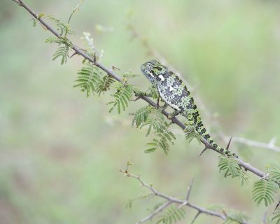 Chameleon, Flap-necked--010113-Kruger National Park, South Africa-#1423.jpg