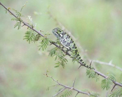 Chameleon, Flap-necked--010113-Kruger National Park, South Africa-#1425.jpg