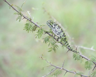 Chameleon, Flap-necked--010113-Kruger National Park, South Africa-#1434.jpg