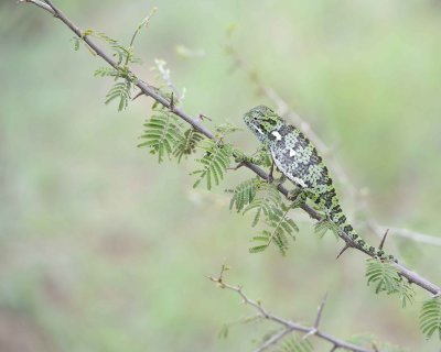 Chameleon, Flap-necked--010113-Kruger National Park, South Africa-#1438.jpg