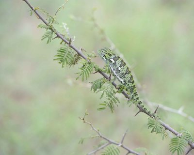 Chameleon, Flap-necked--010113-Kruger National Park, South Africa-#1447.jpg
