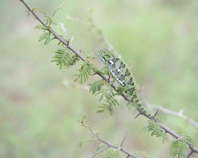 Chameleon, Flap-necked--010113-Kruger National Park, South Africa-#1449.jpg