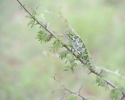 Chameleon, Flap-necked--010113-Kruger National Park, South Africa-#1458.jpg