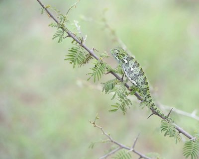 Chameleon, Flap-necked--010113-Kruger National Park, South Africa-#1459.jpg