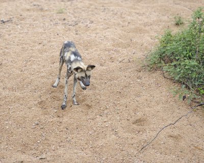 Dog, African Wild, wary near bridge-010113-Kruger National Park, South Africa-#0569.jpg